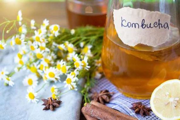 شاي " الكومبوتشا "