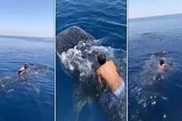 سعودي يمتطي ظهر الحوت