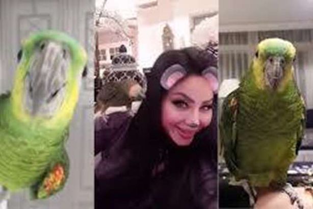 فيديو صادم.. ببغاء لجين عمر يشتمها :"يا حيوانة"