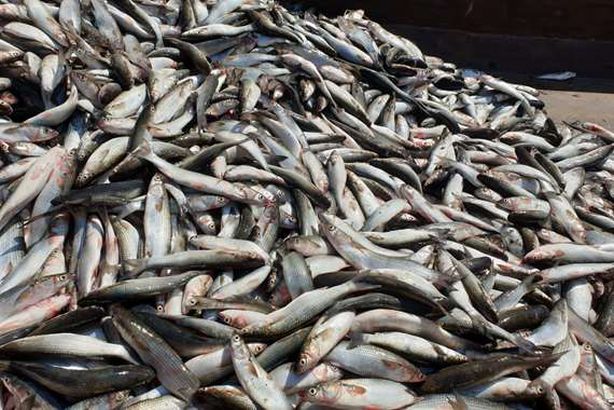 أسماك نافقه