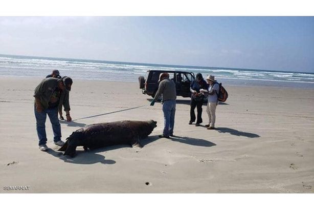 اسد بحر نافق