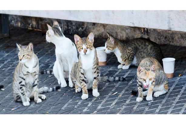 قطط الشوارع