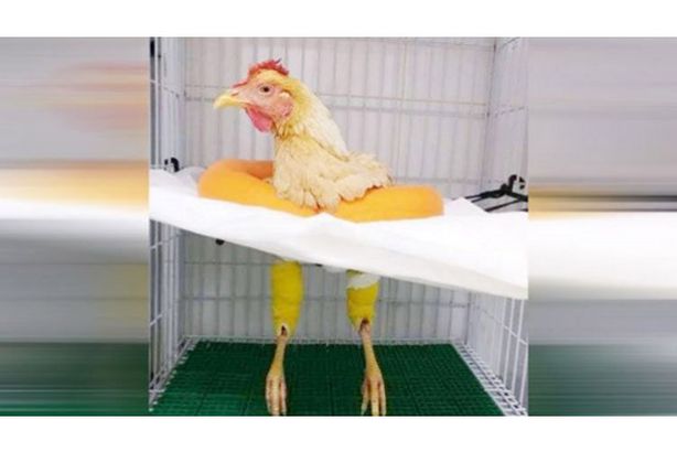 ييسسسسسسسسسسسسسس