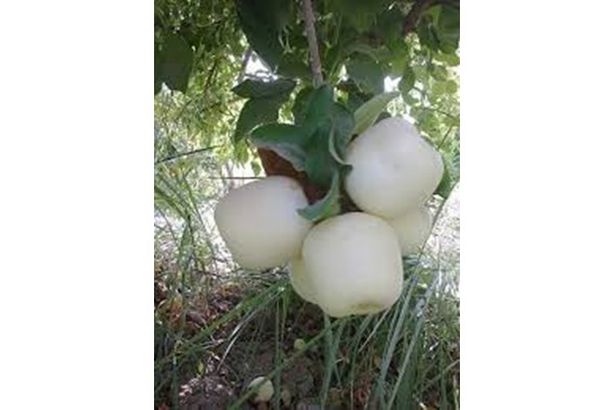 48edb52948eec885dc7fcb3aa0115781-1