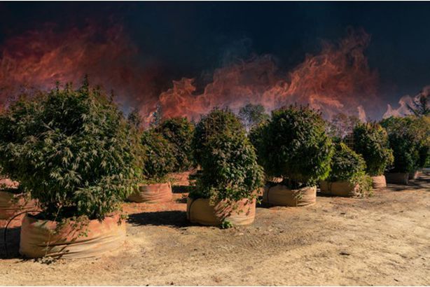 wildfire-pot-plots-4