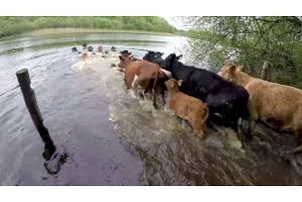 غرق 6 آلاف بقرة في هذه الدولة
