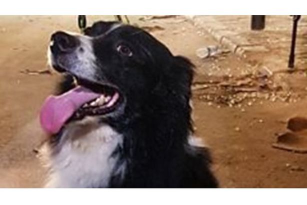 فلاش بطل لبنان