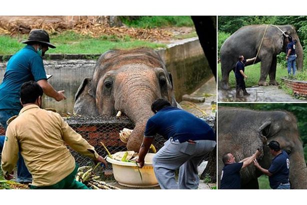 الفيل "الأكثر وحدة "