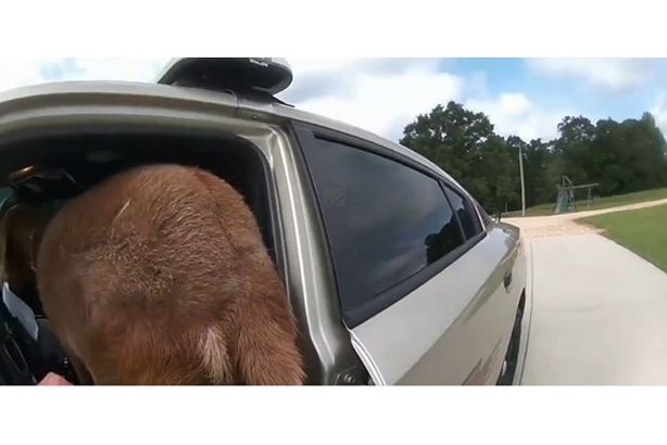 ماعز يقتحم سيارة شرطة