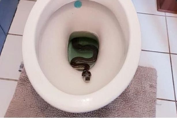 173-204953-atfih-giza-snake-egypt_700x400