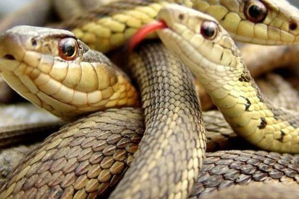 79-134736-dutch-authorities-sekibol-airport-snakes_700x400