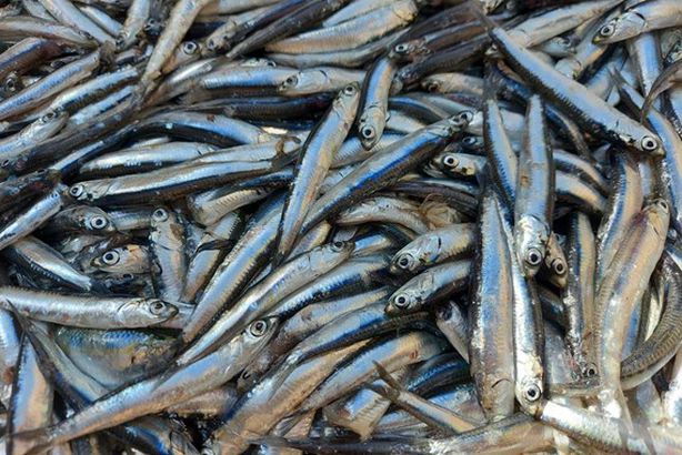 364847-موسم-البساريا-مغرق-أسواق-الإسكندرية-(2)