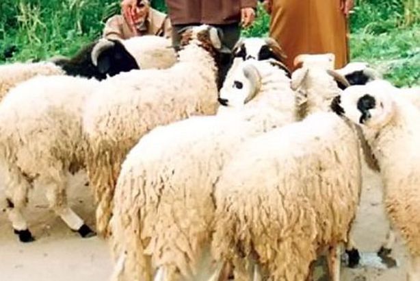 في كوت ديفوار.. خروف أضحية مقابل التدريس