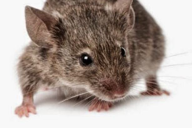 فلاح يفوز بلقب" بطل صيد الفئران الوطني"