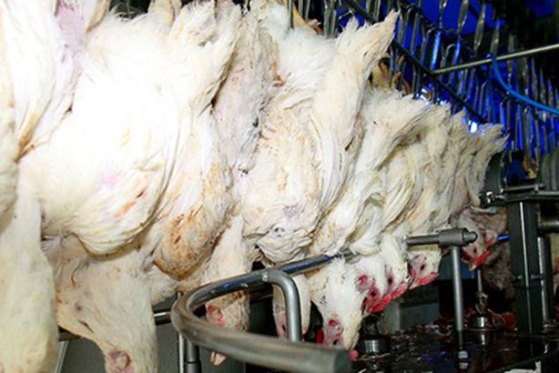 ضبط مجزر بدون ترخيص بالمنوفية