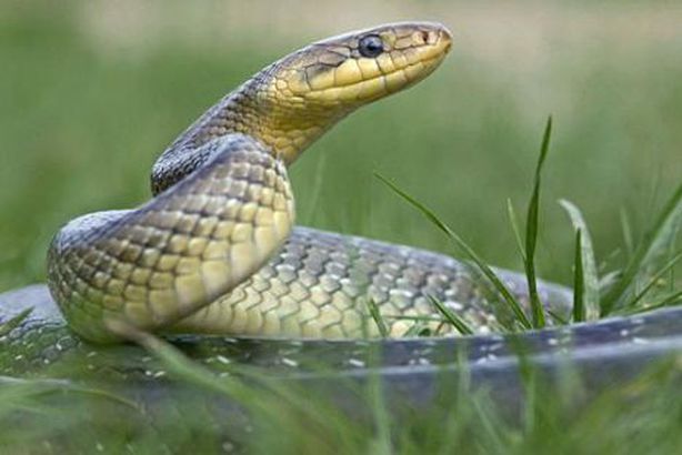 شاهد.. أحجار تتحول الى ثعابيين وتكشف«سحرة فرعون»