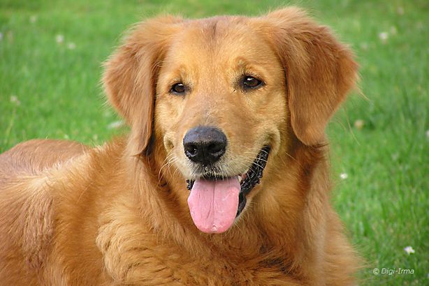 لقاء حار بين كلب وصاحبته بعد غياب