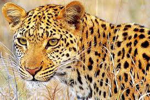 فهد بين مرضى مستشفى هندي!