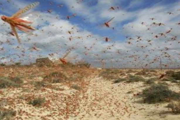 الوادي الجديد تبدأ في مكافحة أسراب الجراد
