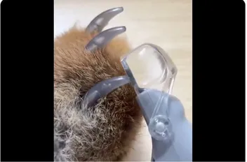 بربر