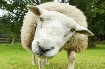 7ه