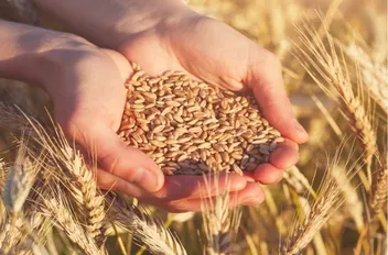 أعلنت وزارة الصناعة والتجارة والتموين، طرح عطاء لشراء كمية 100 أو 120 ألف طن قمح، للمرة الثانية.
ودعت الوزارة الراغبين بالاشتراك إلى مراجعة قسم العطاءات بالوزارة للحصول على نسخة من دعوة العطاء، تتضمن