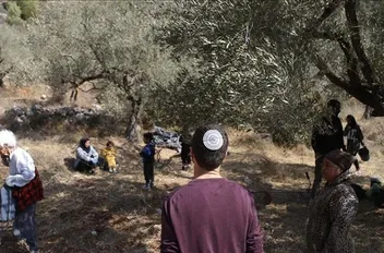 مستوطنون يحرمون الفلسطينيين شمال رام الله من قطف الزيتون
