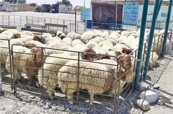 بلدية الجفر تبدأ إزالة حظائر الأغنام داخل الأحياء السكنية
