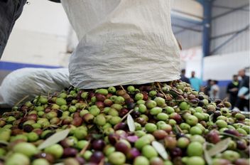 ثمار الزيتون