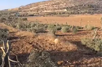 ارشيفية