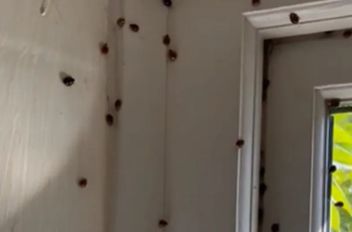 تبحث الخنافس عن مكان للاختباء تحضيرا لفصل الشتاء