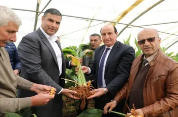 "البحوث الزراعية" ينظم يوماً حقلياً لحصاد الكركم في إربد