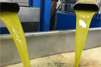 نقابة المعاصر: إقبال جيد على عصر الزيتون هذا الموسم وسعر التنكة نحو 125 ديناراً
