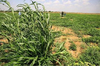 السودان .. تَقَلُّصُ المساحاتِ المزروعةِ وانهيارٌ حادٌّ في القطاع بسبب الحرب