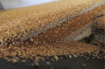 ارتفاع مخزون القمح والشعير إلى 2.3 مليون طن قبل نهاية العام