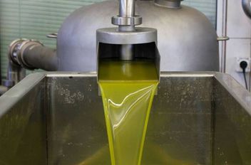 الإحصاءات: تراجع إنتاج زيت الزيتون الموسم الحالي