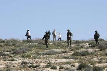 مستوطنون يقطعون 30 شجرة زيتون في مسافر يطا

