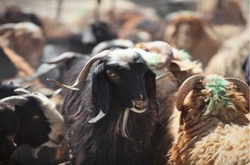 حظيرة أغنام