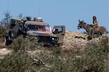 مستوطن إسرائيلي أثناء حصاد الزيتون