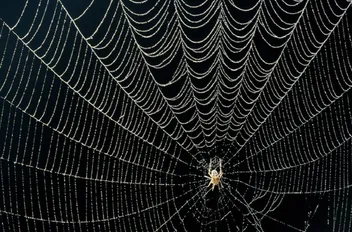 اكتشاف أكبر شبكة عنكبوت في العالم