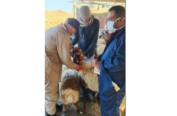 بدء حملة الترقيم الإلكتروني للمواشي في الأغوار الشمالية