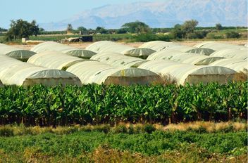 بيوت زراعية