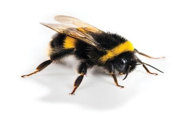 دراسة علمية: مشاعر النحل تنتقل بصريًا داخل المستعمرة