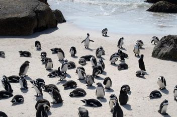 دراسة تكشف سر "نفوق 60 ألف بطريق".. أين وكيف ولماذا ؟