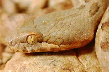 تعبيرية
