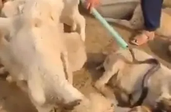 ا