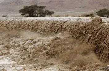 ارشيفية