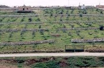 ارشيفية