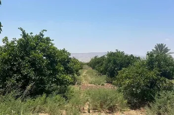 ارشيفية