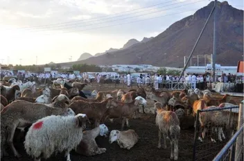ارشيفية